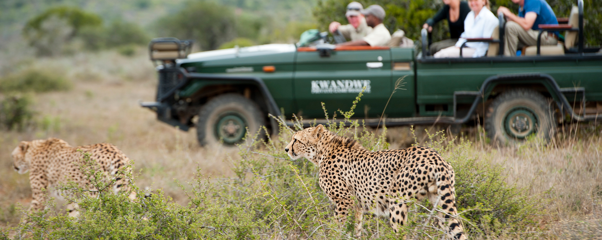 The Eastern Cape has it all: temperate weather, and fantastic Big 5 and predator sightings.
