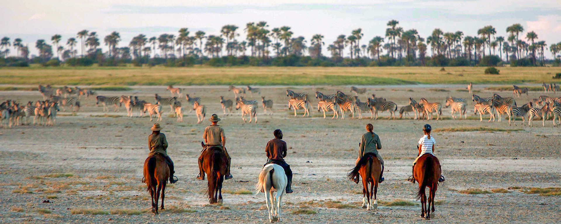 Botswana's zebras head north to survive the winter near ample wetlands.