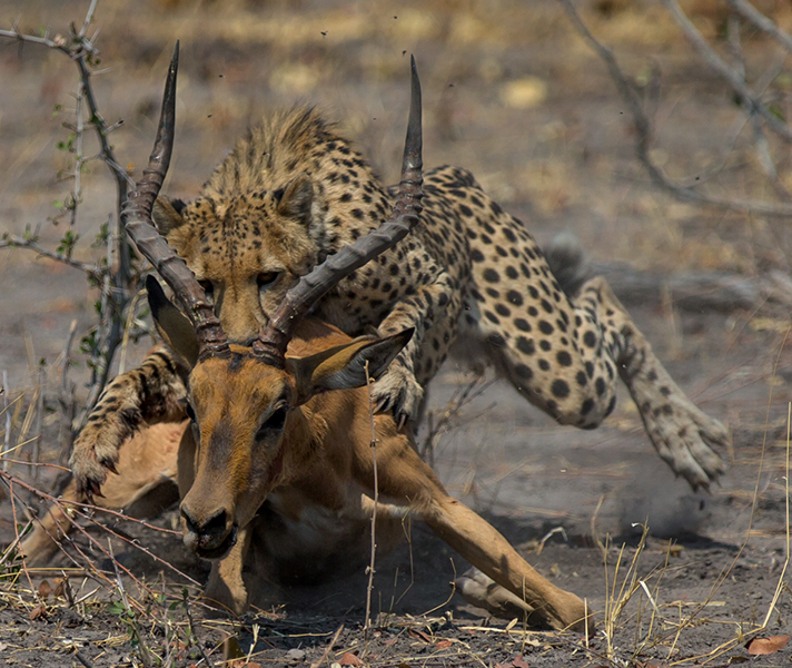 Cheetah kill photographed by Kwando Lagoon Camp in the private Linyanti Concession.