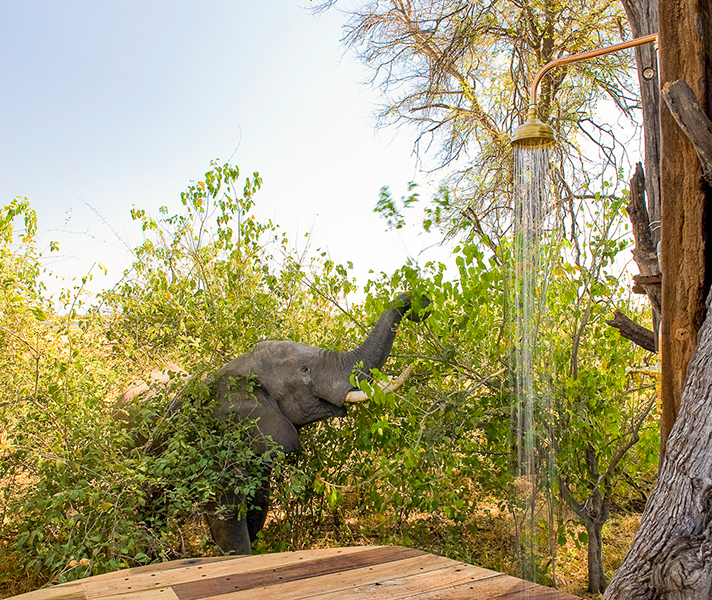 An unexpected spectator at the otherwise private outdoor shower at Zarafa Camp in the Selinda Concession.