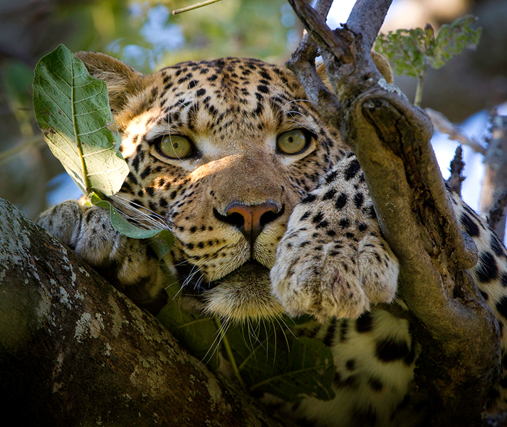 Leopard photographed at Vumbura Plains.