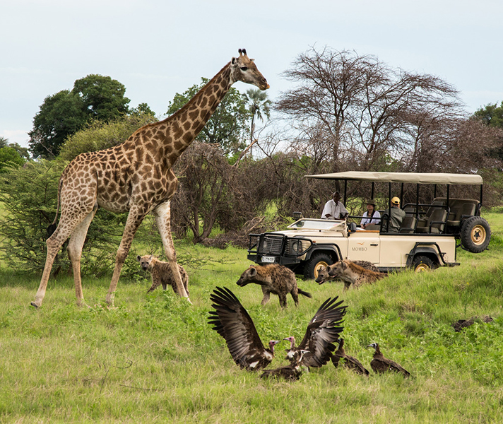 Curious hyenas circle around a giraffe near Mombo Camp. Mombo Island is one of the largest stretched of dry land in the Okavango Delta.