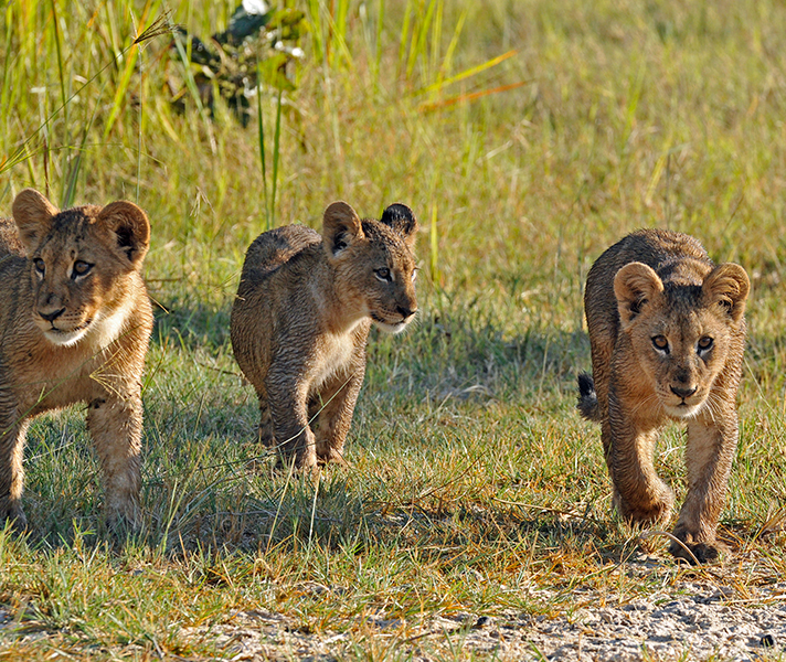 Concessions in the southern delta have wide open savannahs that are ideal hunting territory for predators.