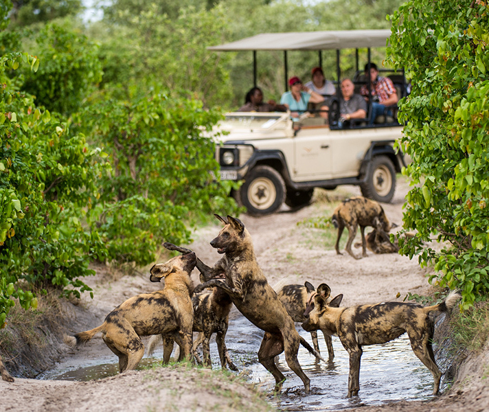 Botswana's private concessions are excellent for getting close to packs of African wild dog.