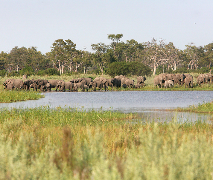 Large elephant families gather on the riverbanks - a fantastic time for predator sightings, too.