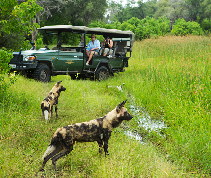 The Selinda region is well known for its wild dog packs, and is one of the best places in Africa to see these rare animals.