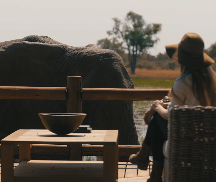 Chief's Island is well known for its superb game-viewing. At Chief's Camp, elephant regularly wander past the main deck.