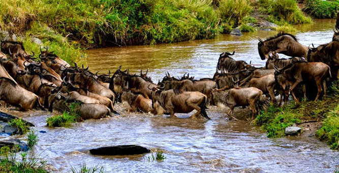 The herds cross the Grumeti & Mara Rivers during July & August - the most dramatic aspect of the Migration.