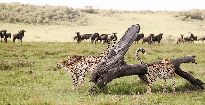 Opportunistic predators follow the herds, always looking for an easy kill...