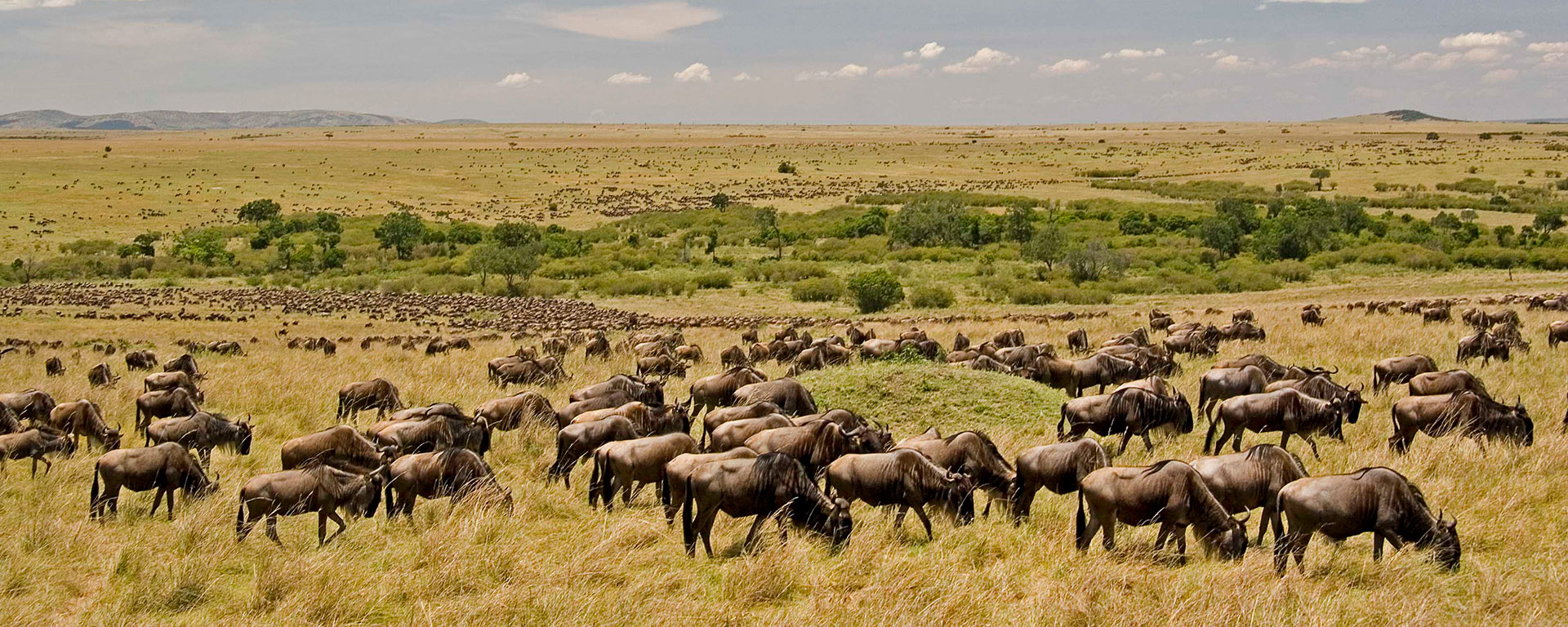 The herds spread out in vast numbers on the southern Serengeti plains.