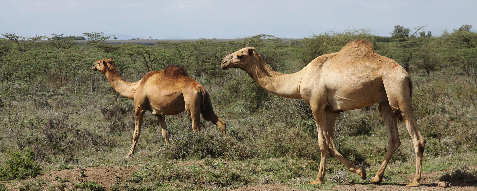 We spotted these camels during the drive from Loisaba to Lewa. Although they’re not indigenous, they look right at home in Africa!