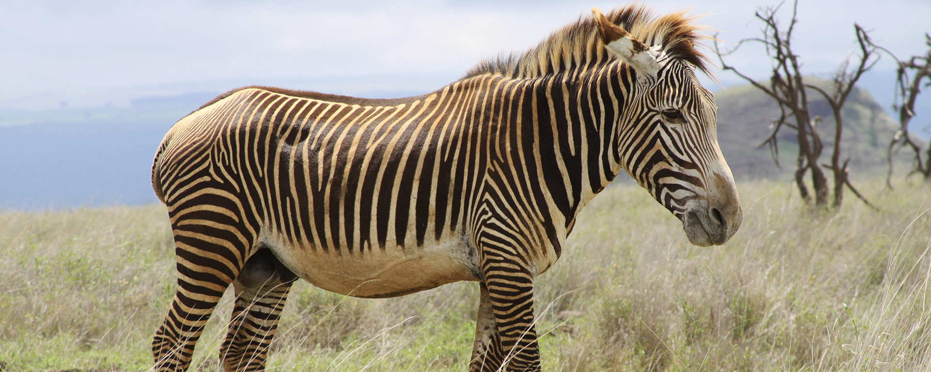 This gorgeous Grevy’s was one of a protected herd at Loisaba – their colouring is much softer than that of plains zebras’.