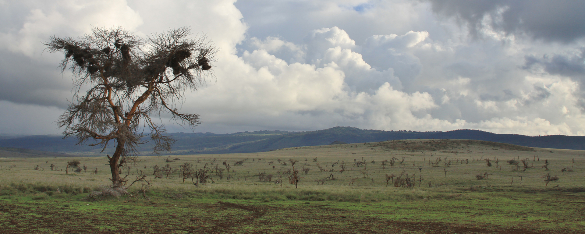 A classic late afternoon Green Season landscape in Lewa – Kenya’s glorious clouds make for very atmospheric photographs.