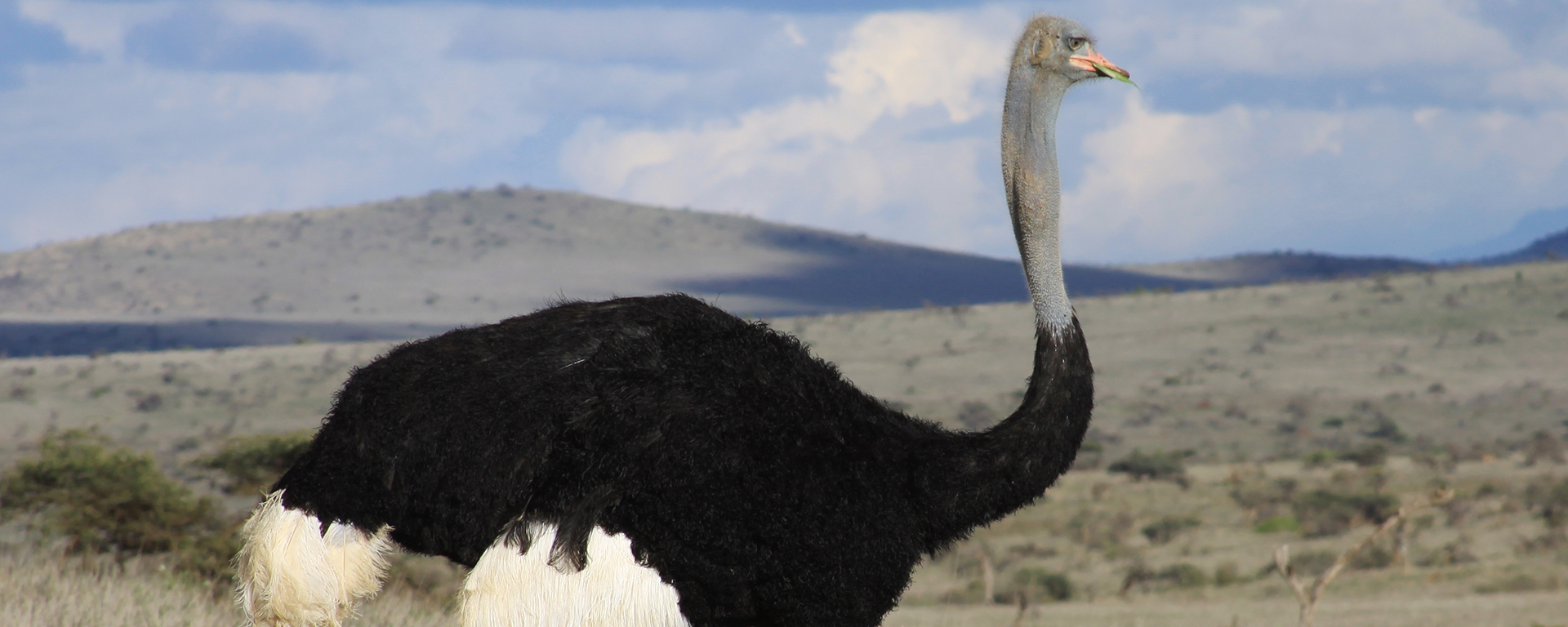 The male ostich is in full mating colours – the blue legs and necks are attractive to the females and part of his display designed to impress them and thus win mating rights.