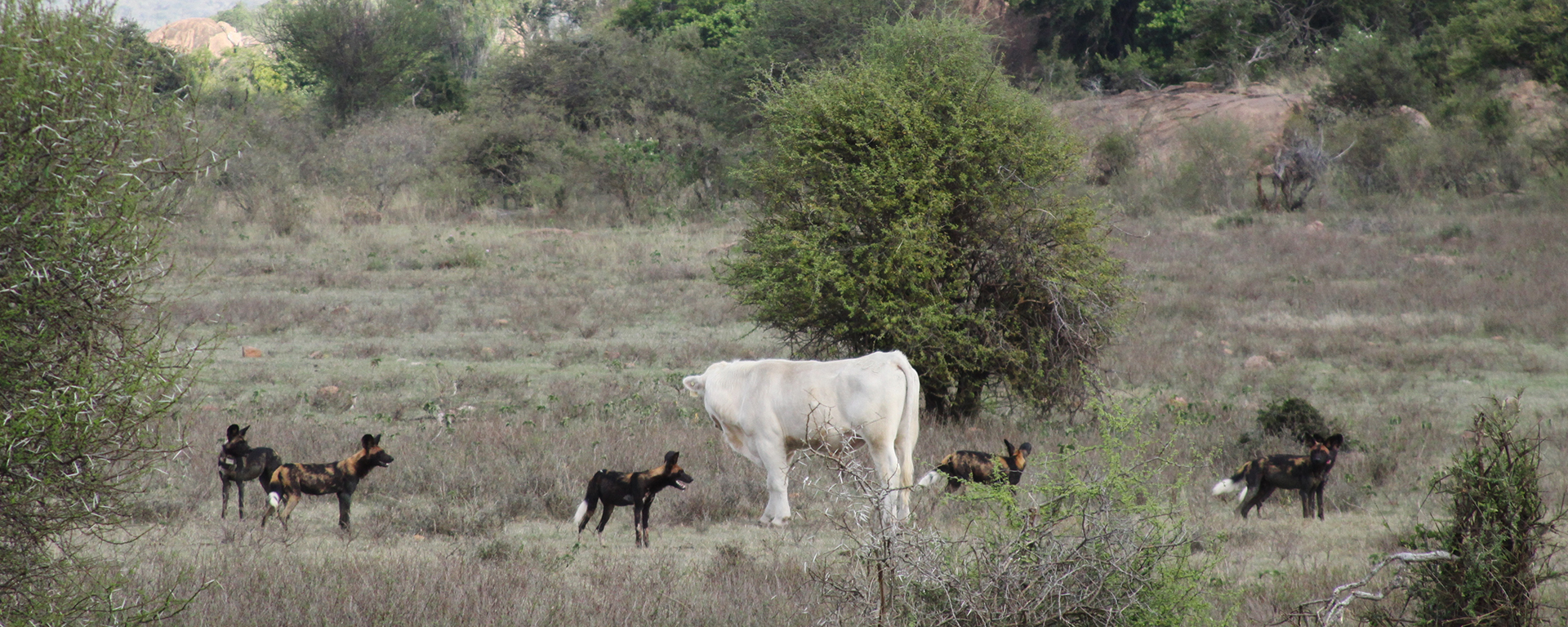 Mutual confusion as wild dogs and a domestic bull confront each other – and decide to go their own ways. Wild dogs chase down their prey in a co-ordinated series of movements but this bull was immovable as a statue!