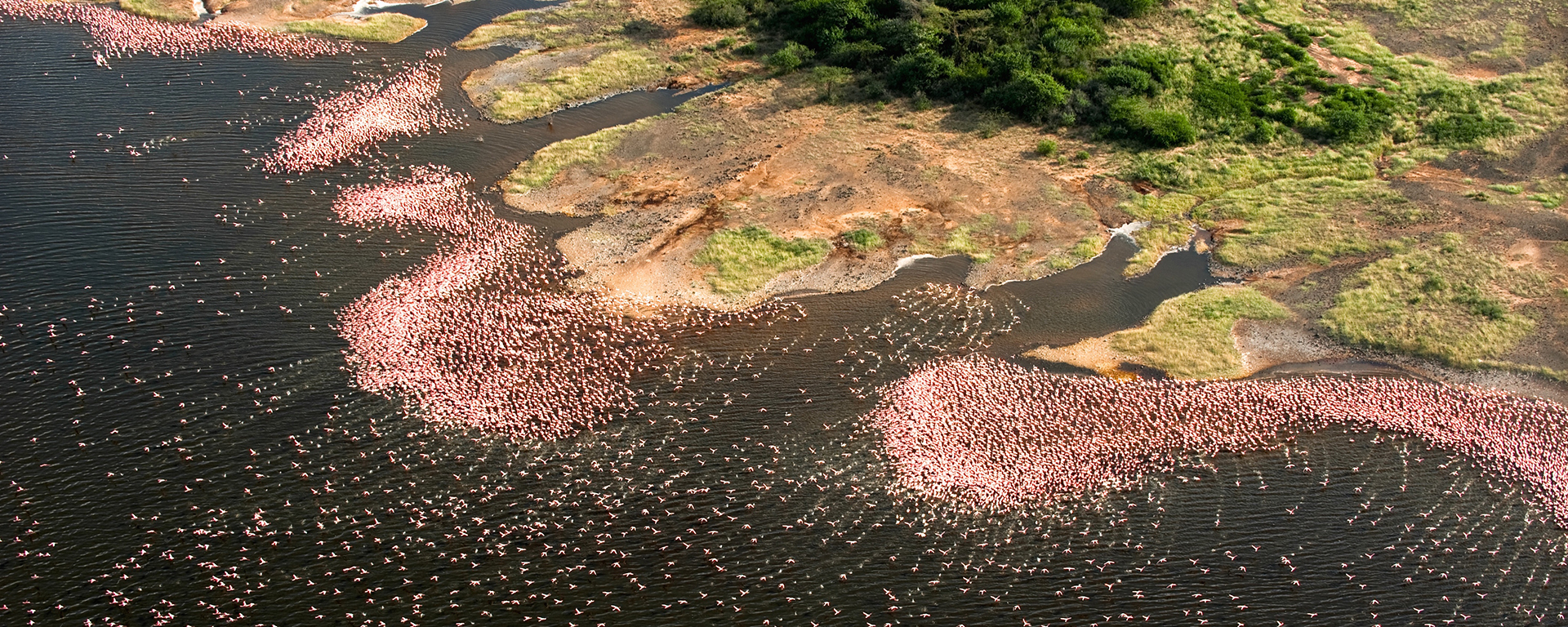 Thousands of flamingos on Lake Bogoria, which can be accessed from Ol Jogi.