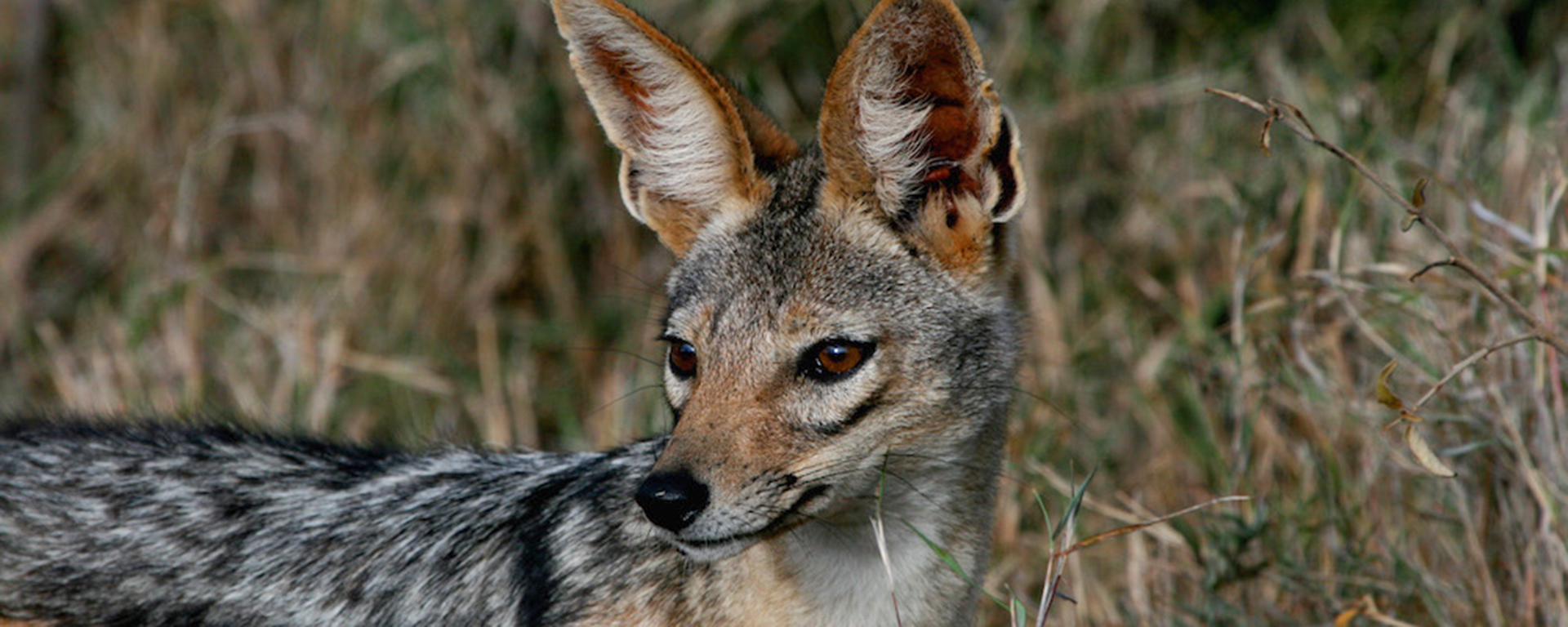 A jackal in the foothills of Mount Kenya at Segera Retreat – Kenya’s second highest peak after Kilimanjaro rises just under 5 200 metres or 17 000 feet.