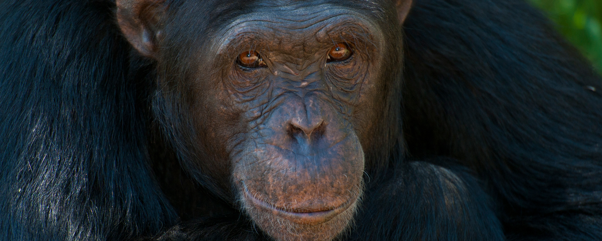Guests at Ol Pejeta Bush Camp are treated to visits to the Sweetwaters Chimpanzee Sanctuary which, together with Kenyan Wildlife Services and the Jane Goodall Institute, has been saving chimps since 1993. They roam land on the Ol Pejeta Conservancy in a successful conservation partnership so characteristic of the region.