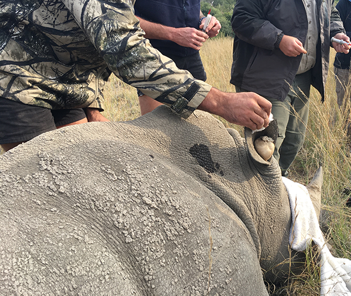 The vet and park ecological services doing the necessary notching and DNA collection.