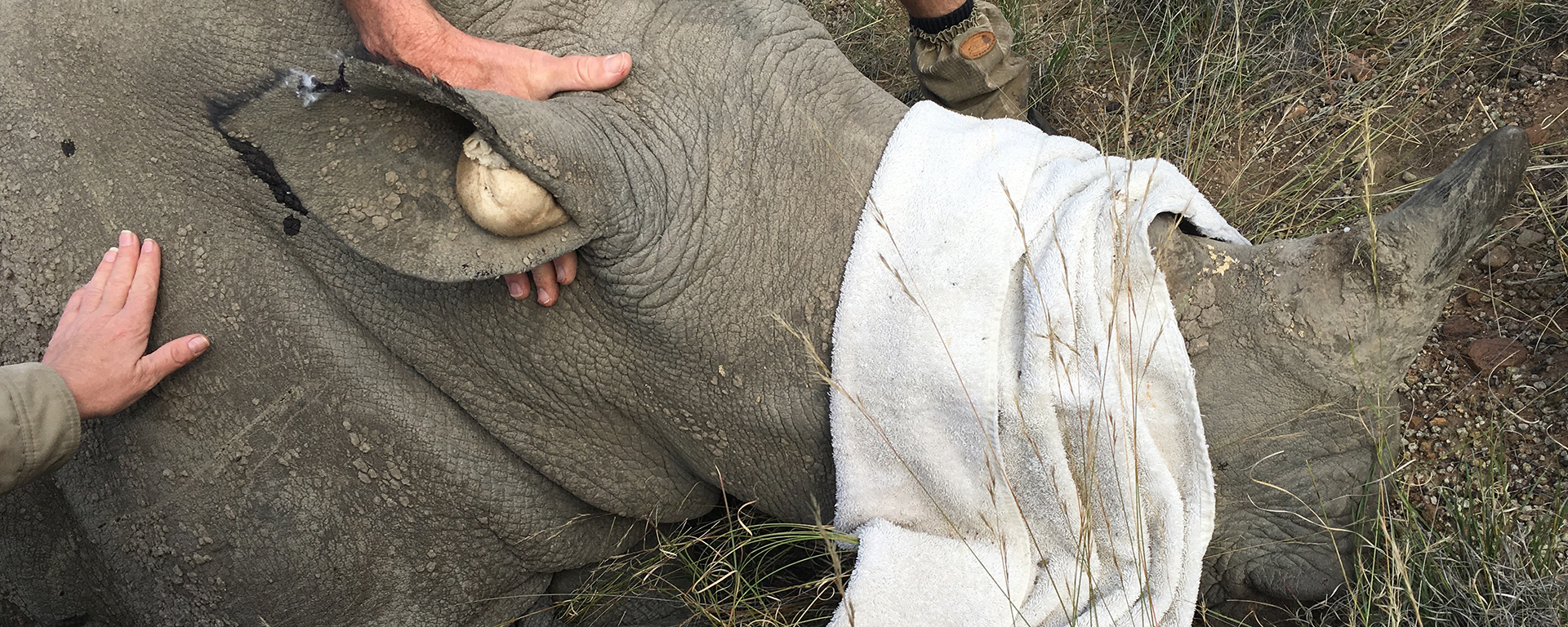 The rhino was blindfolded and his ears were blocked to reduce his distress as much as possible.