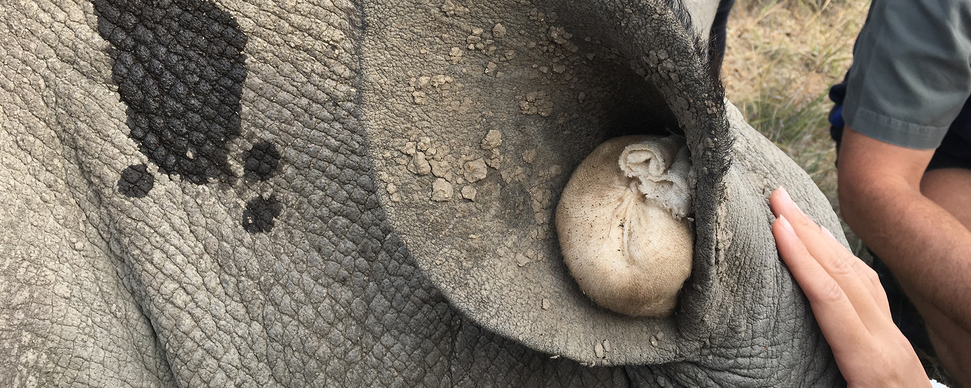A privilege like no other to have direct contact with such an incredible creature.