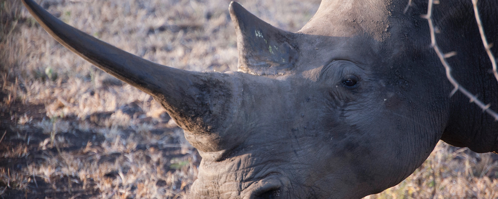 Sun International’s flagship resort, Sun City South Africa is now offering guests a rhino-notching experience, giving them the chance to contribute towards saving rhino alongside the Pilanesberg Wildlife Trust.