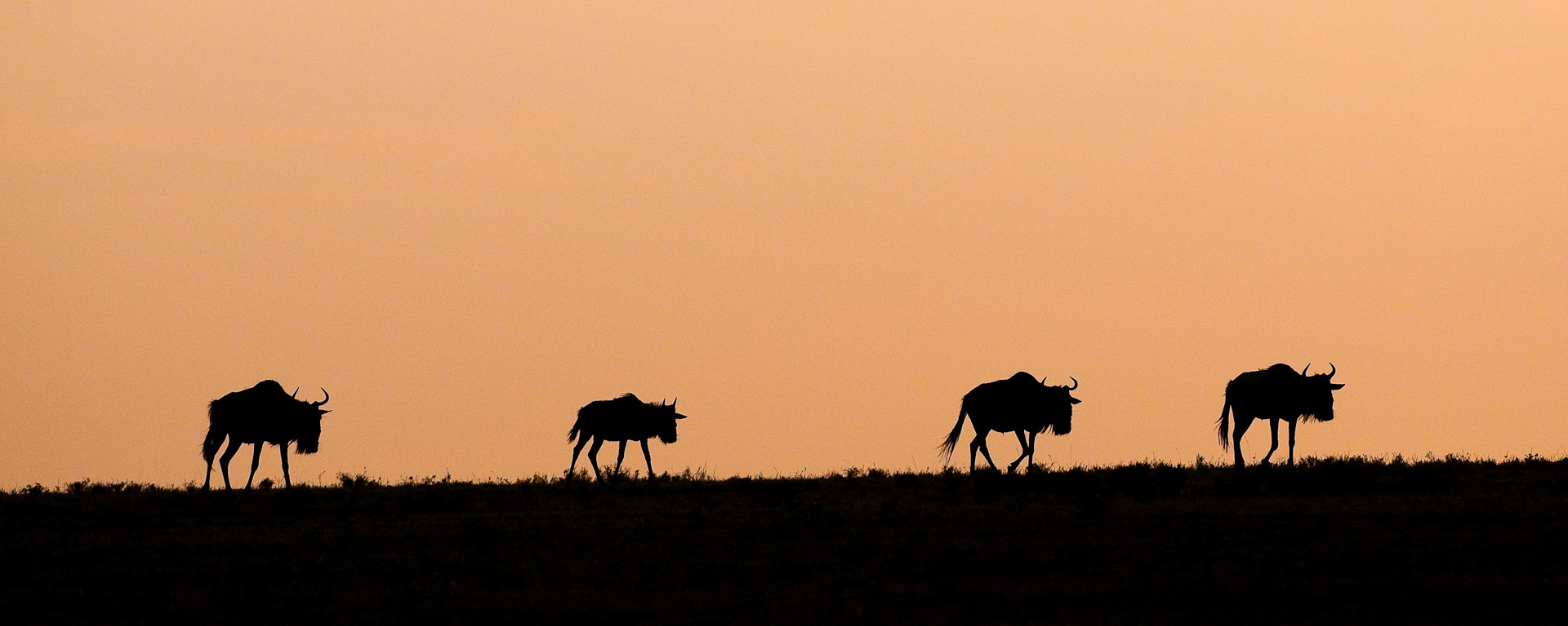 Mara Plains Camp lies within Olare Orok Conservancy - conservancies feature low vehicle & guest numbers, two important advantages.
