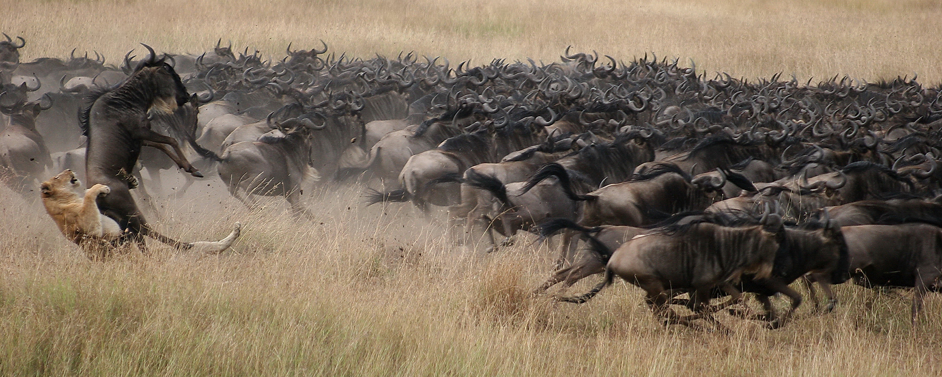 Heart-stopping predator action is never far from Mara Plains Camp as the herds pass by on their march north.