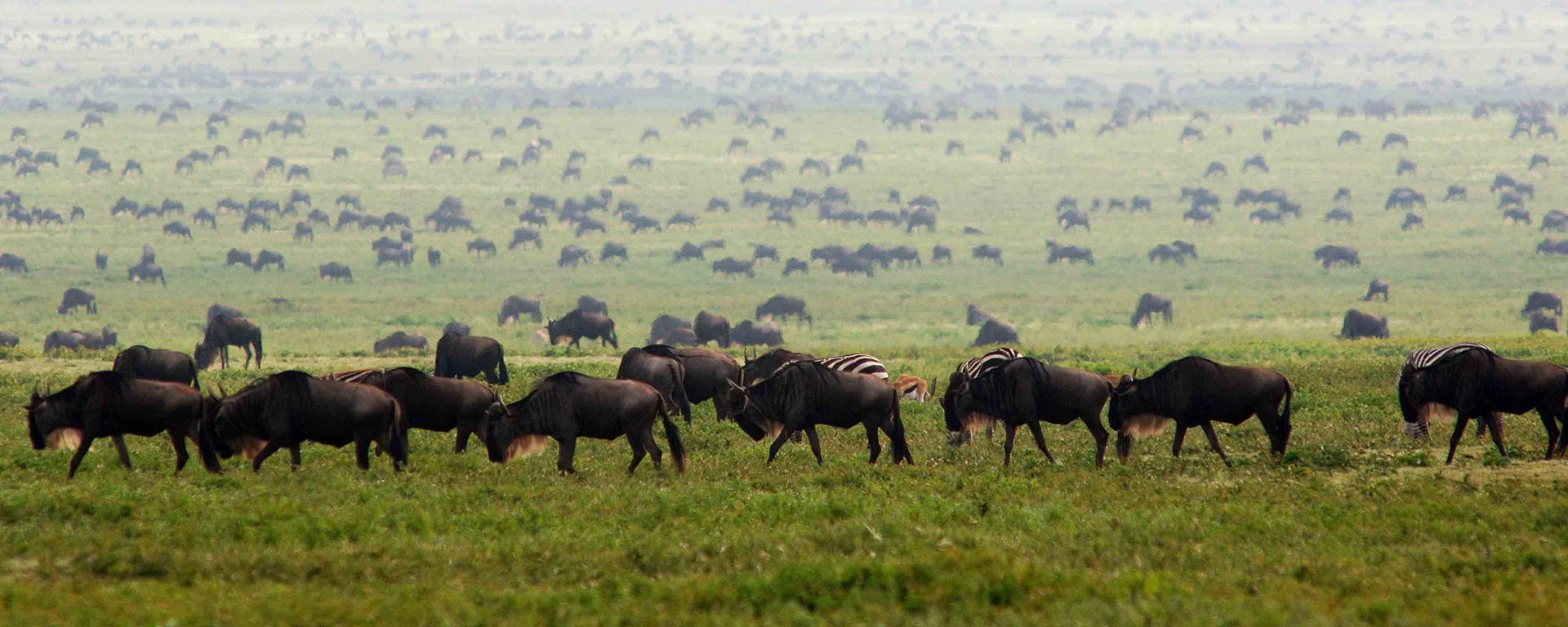 Set in the heart of Migration country, Dunia Camp is located along a major Migration corridor in Tanzania's Serengeti.