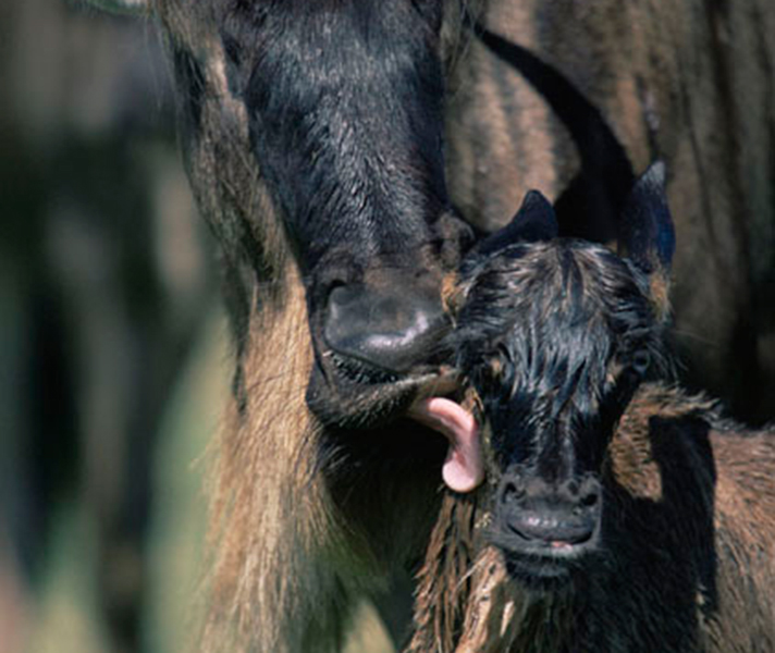 Serian’s South is a mobile camp that operates from mid-December to May in the south of the Serengeti – ideal for witnessing the calving season.