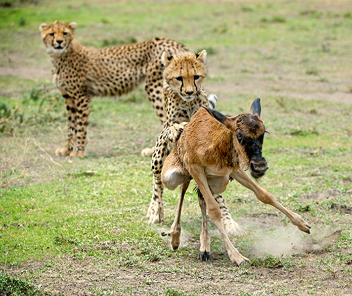 Guides at Serian South are no strangers to the circle of life during the Migration, when newborns provide easy prey for hungry predators.