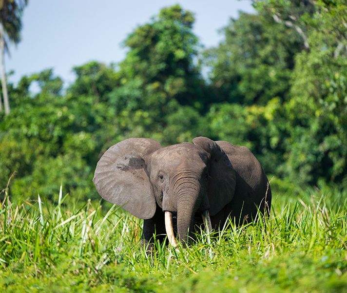 In Congo-Brazzaville, Odzala-Kokoua National Park is home to western lowland gorillas as well as over 100 other mammal species including forest elephant, buffalo and bongo antelope.