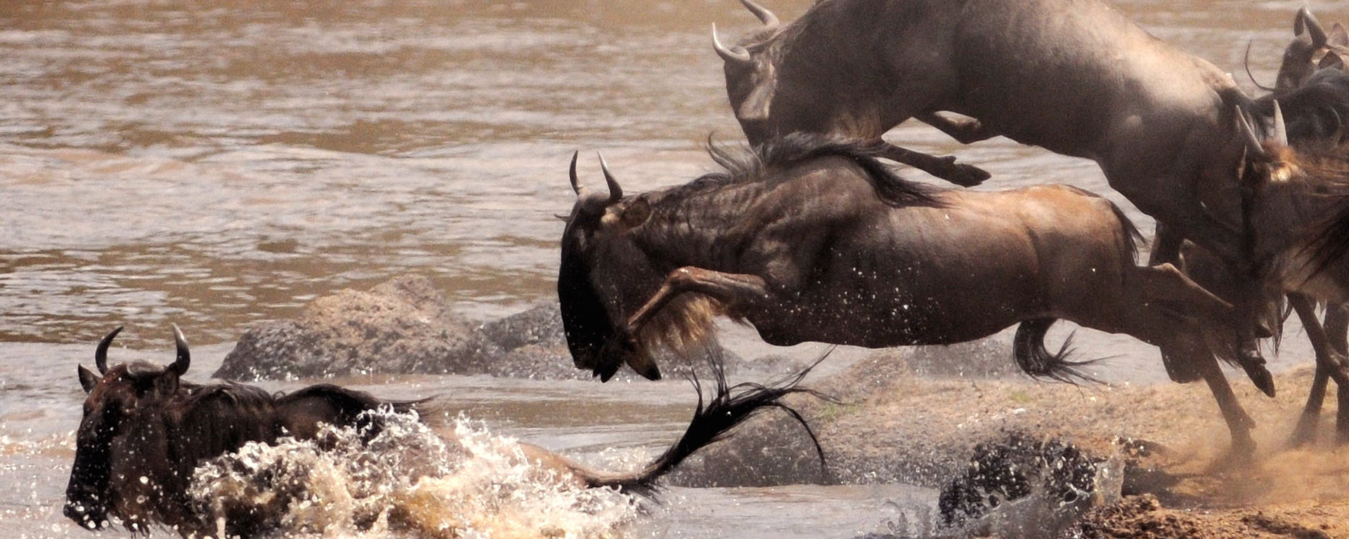The famous river crossings are part of Africa's most famous migration story, and the Grumeti River in June are wrought with high-octane drama.