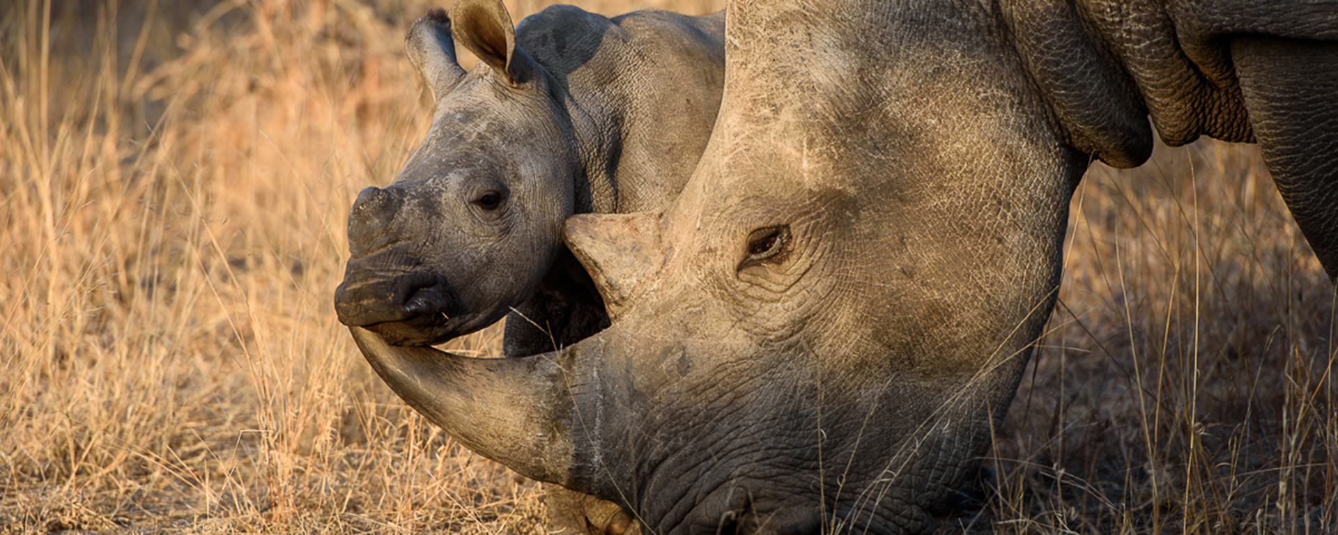 The Kruger National Park dries out in June, which means shorter grass, less dense vegetation & a better chance of spotting rare game.