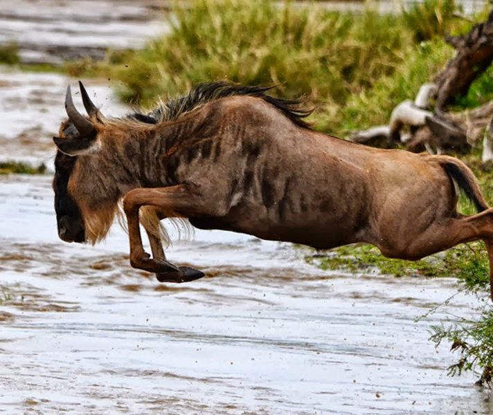 Regular Go2Africa traveller Lauren Cohen captured the grim determination of this wildebeest crossing a treacherous river at Mahali Mzuri tented camp.