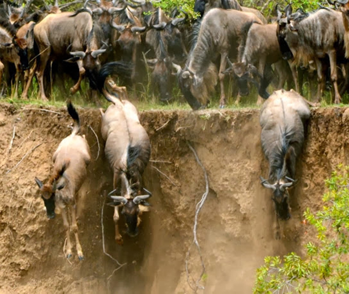 With thousands of animals crossing at the same spot, banks soon erode, making for precipitous drops that can result in broken limbs.