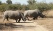 Two rhino bulls cross the road in Thornybush Game Reserve, their bulk deceptive of their speed and agility.
