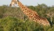 A lone giraffe bull nibbles on the treetops in the reserve.