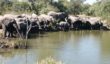 A large elephant herd drinks from a very full waterhole; big herds like this are often seen in the Thornybush region.