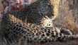 As Thornybush is within the Sabi Sands, leopard sightings are fairly common - however they are still so very rewarding.