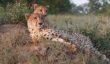Two cheetah brothers enjoy an elevated view from an anthill, a very common spot for cheetah.