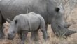 A rhino mother and calf stick close together; mothers can be very protective of their very young calves.