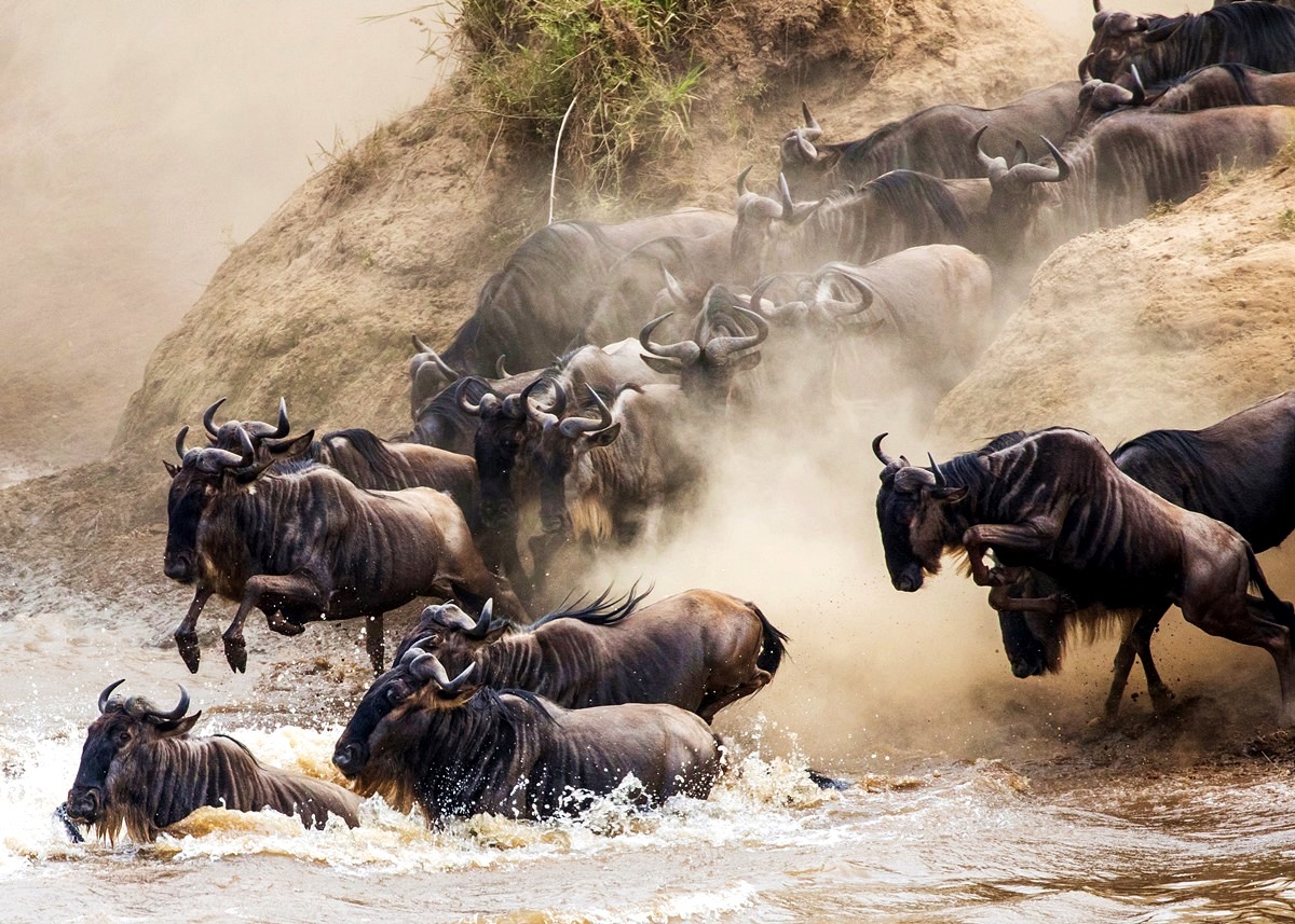 Niarra Travel  The Great Wildebeest Migration FAQ