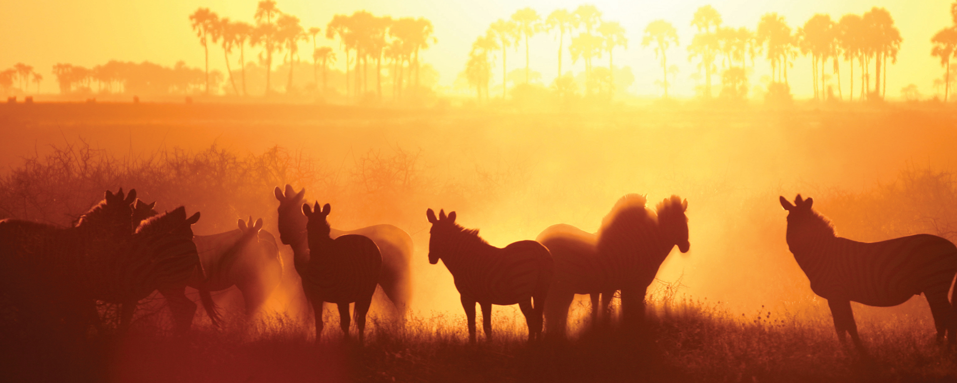 Jack's Camp in the Makgadikgadi Pans is a perfect place to see Botswana's Green Season zebra migration.