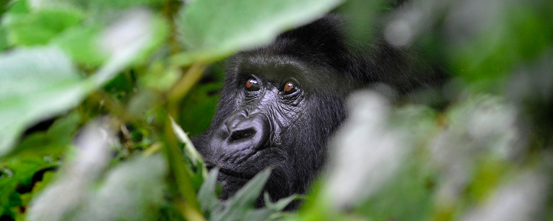 While it'll always be somewhat wet and muddy (it is a rainforest, after all), gorilla trekking between June and September is recommended, as it is certainly the drier part of the year.