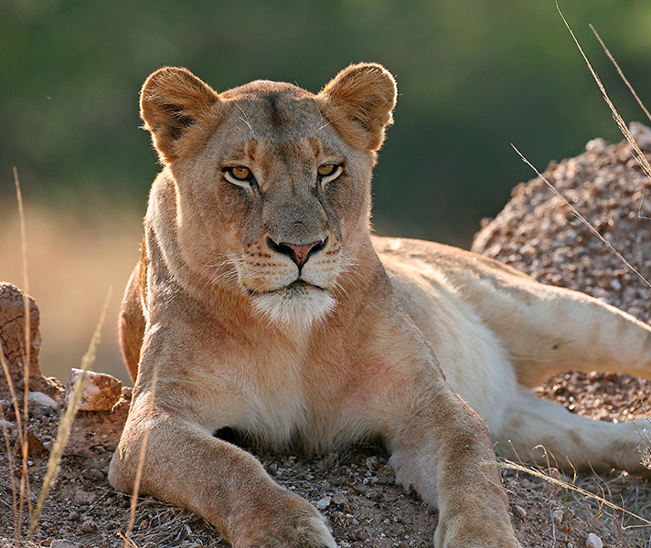Game viewing on the Masai Mara hits a peak at this time of year - even without the drama of the Wildebeest Migration.