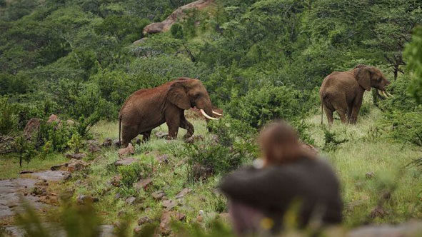 Ol Lentille Elephants