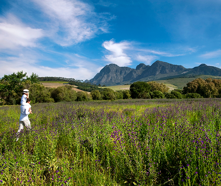 In the Cape Winelands, the organic gardens at Babylonstoren burst with life.