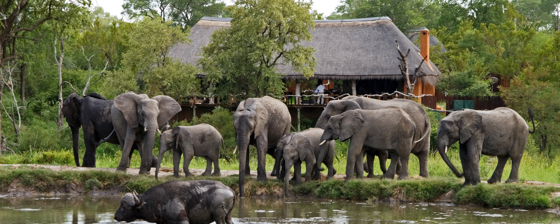 A family of elephants joins a buffalo to drink at Simbambili’s private waterhole.