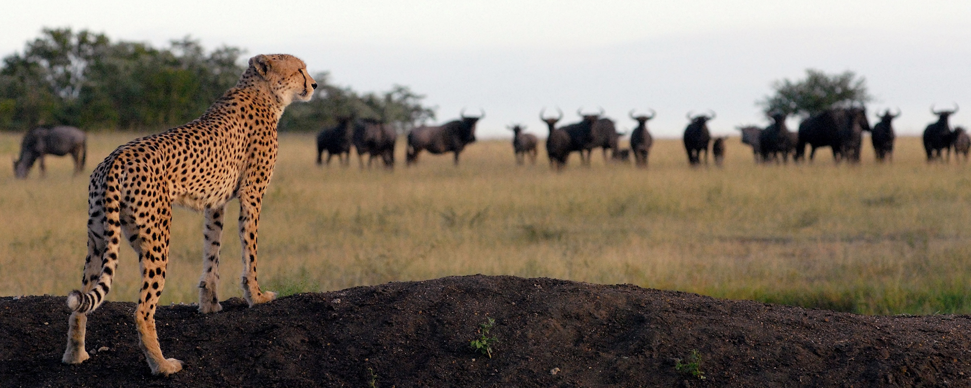 A cheetah plots her next move at Elephant Plains. Keep your eyes on raised mounds – cheetahs love using them as lookout posts.